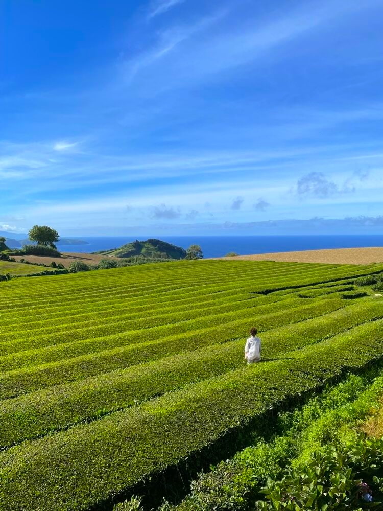 teefelder auf sao miguel azoren portugal Teefelder auf Sao Miguel Azoren Portugal