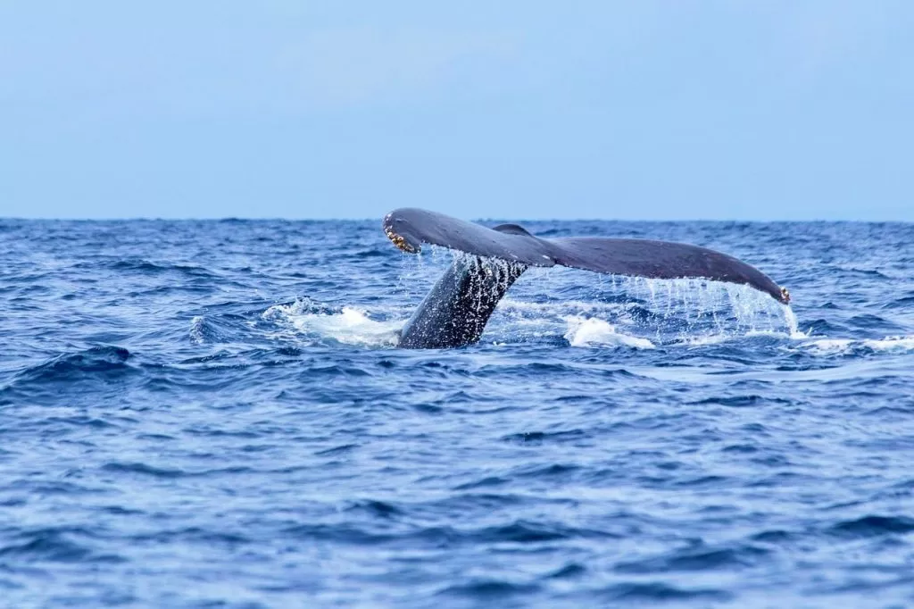 walflosse beim whale watching sao miguel azoren portugal Walflosse beim Whale Watching São Miguel Azoren Portugal