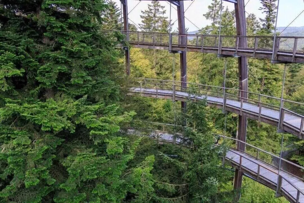 Depositphotos 832806844 L 2 Mahlaht Skywalk Baumpfad Vancouver Island Kanada
