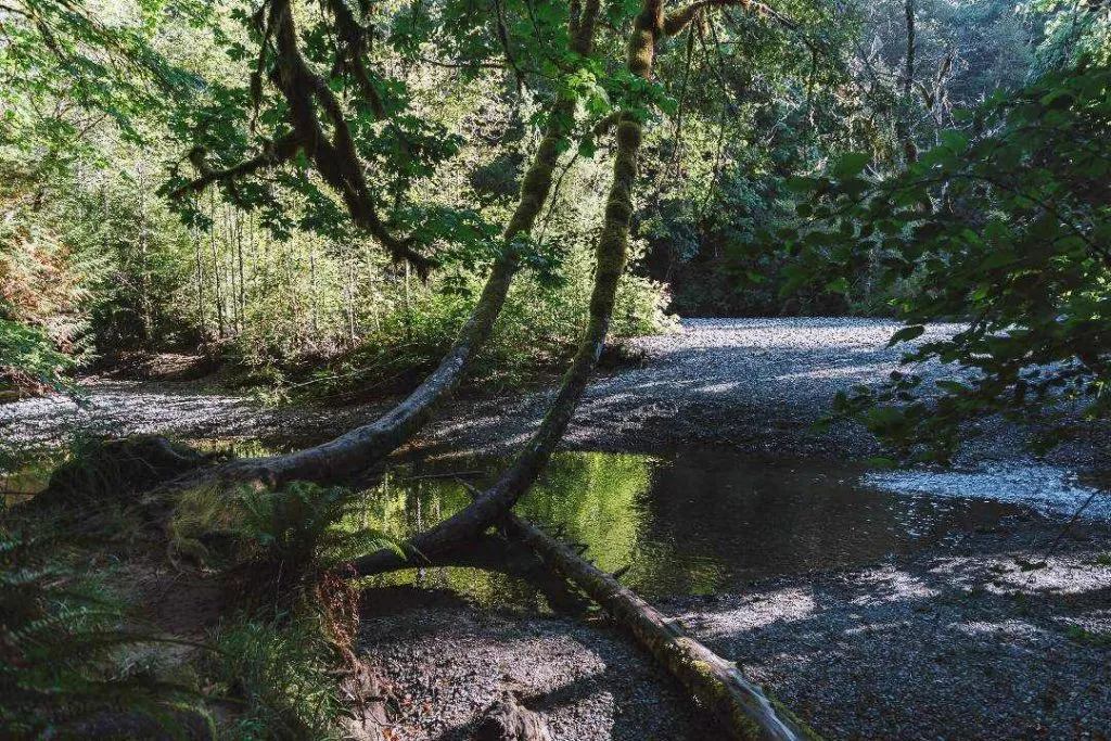 Kanada 373 2 Cathedral Grove Natur Vancouver Island Kanada