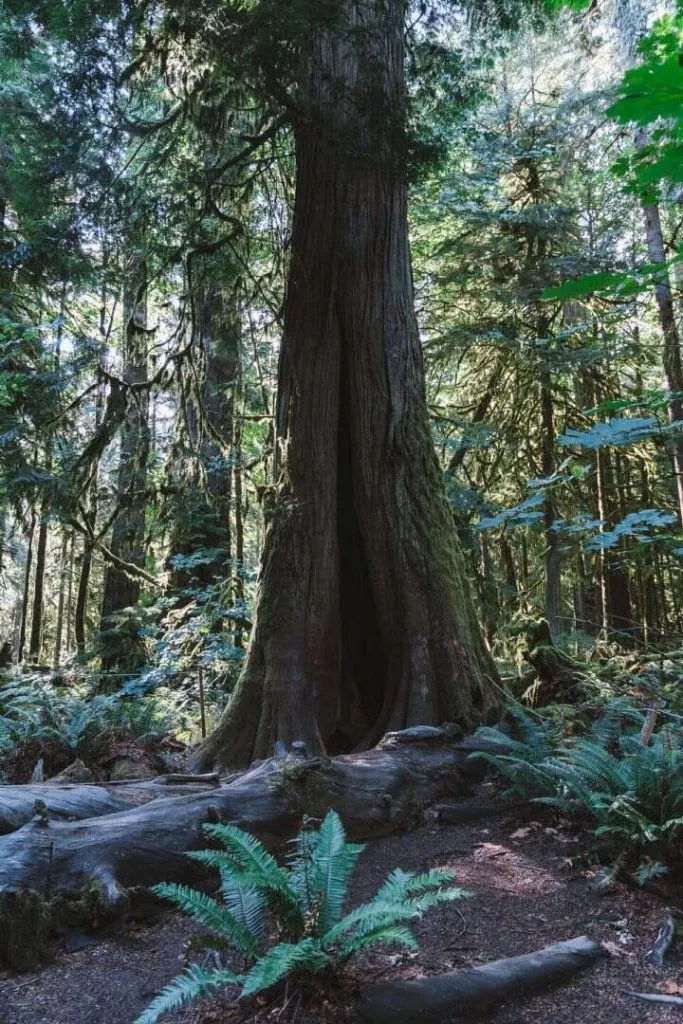 Kanada 441 2 Cathedral Grove Baum Vancouver Island Kanada