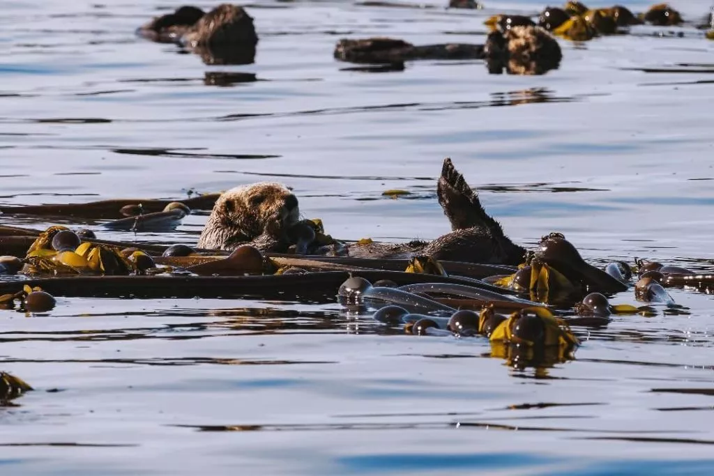 Kanada 579 Whale Watching Tour Seeotter Vancouver Island Kanada