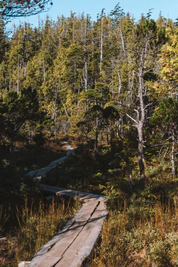 pacific rim national park weg vancouver island kanada Pacific Rim National Park Weg Vancouver Island Kanada