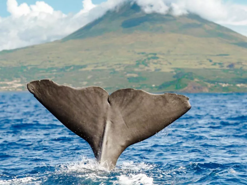 Walflosse beim Whale Watching bei Pico auf den Azoren Portugal