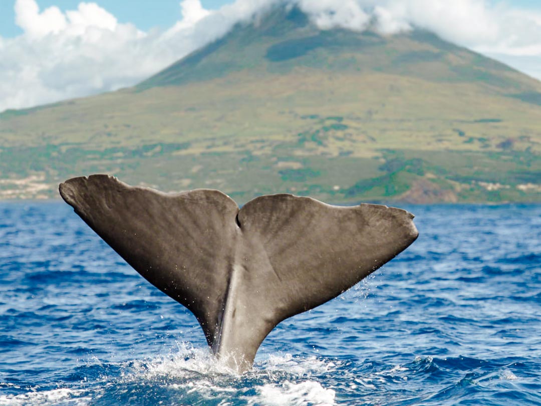 Walflosse beim Whale Watching bei Pico auf den Azoren Portugal
