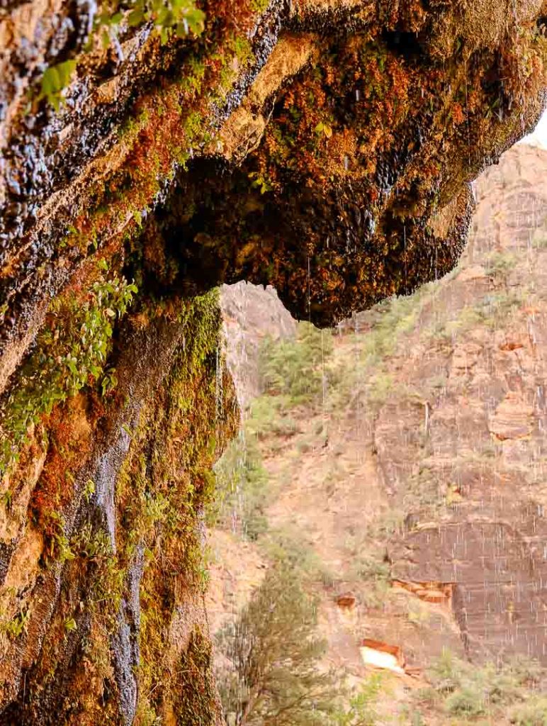 weeping rock zion nationalpark in utah 2 Weeping Rock, Zion Nationalpark in Utah
