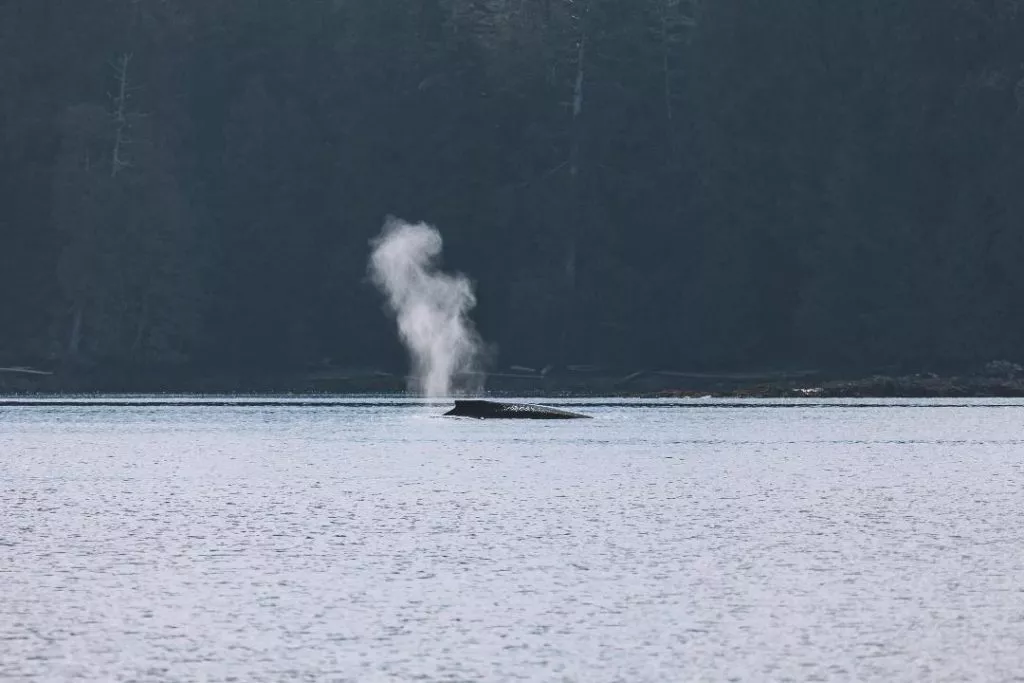 whale watching tour wal vancouver island kanada Whale Watching Tour Wal Vancouver Island Kanada