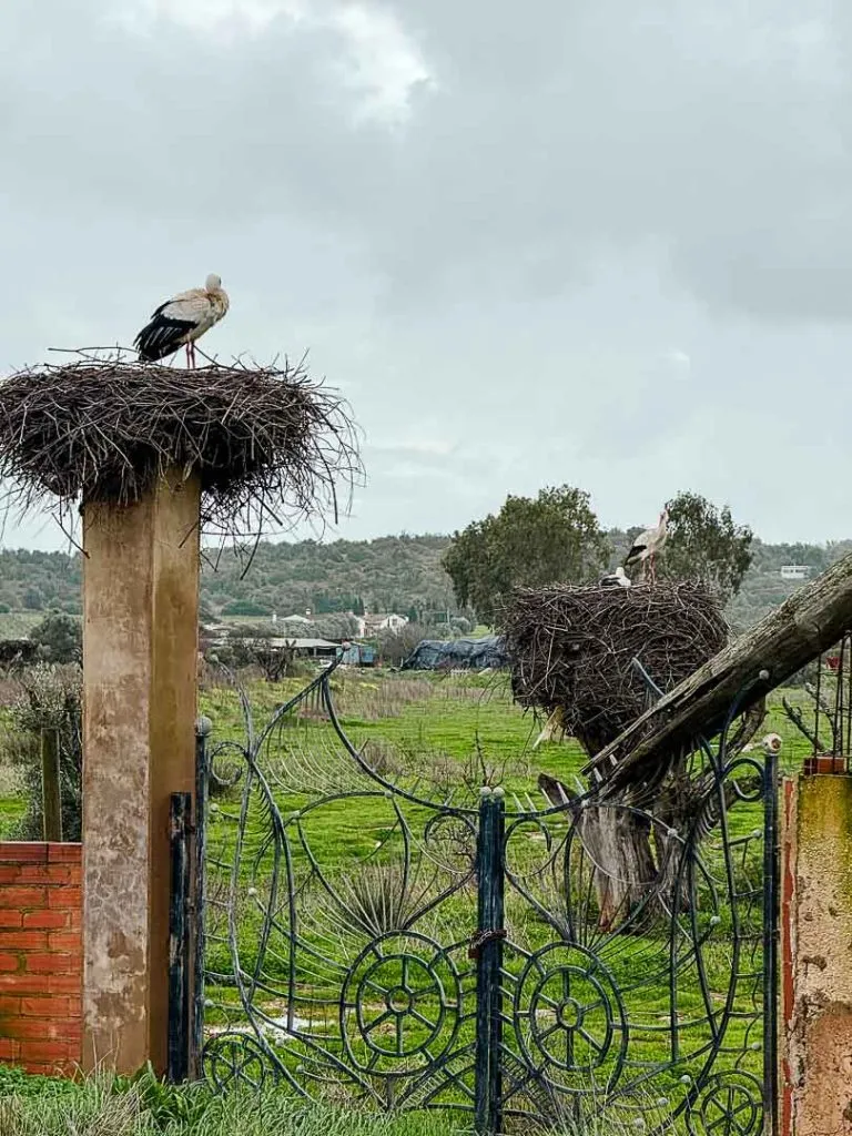 algarve 2025 181 von 297 Störche bei Odiáxere, Algarve