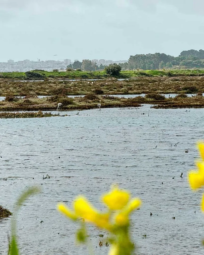 algarve 2025 183 von 297 Feuchtgebiet Ria Alvor, Algarve