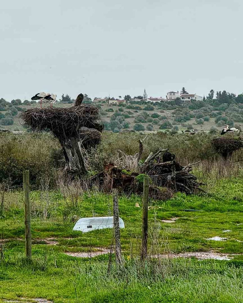 stoerche bei odiaxere algarve Störche bei Odiáxere, Algarve