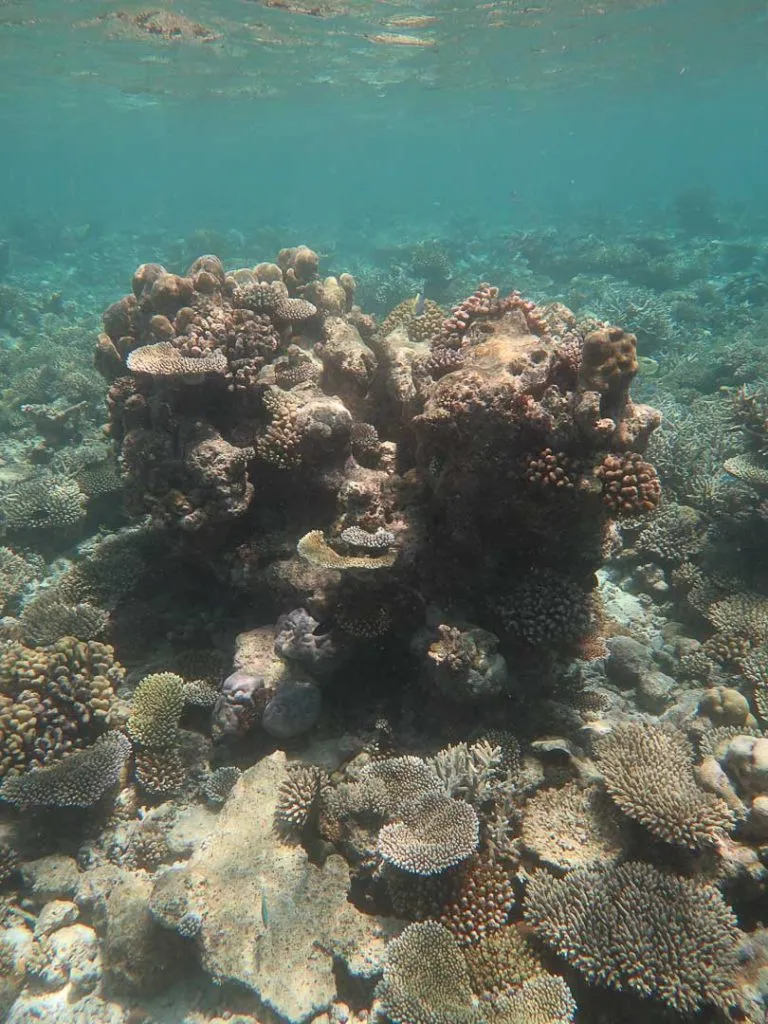 dhigurah schnorcheltour wunderschoene riffe auf den malediven 3 Dhigurah Schnorcheltour, wunderschöne Riffe auf den Malediven