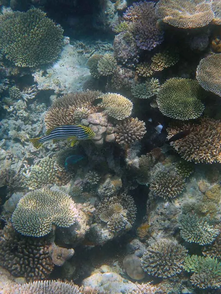 dhigurah schnorcheltour wunderschoene riffe auf den malediven Dhigurah Schnorcheltour, wunderschöne Riffe auf den Malediven