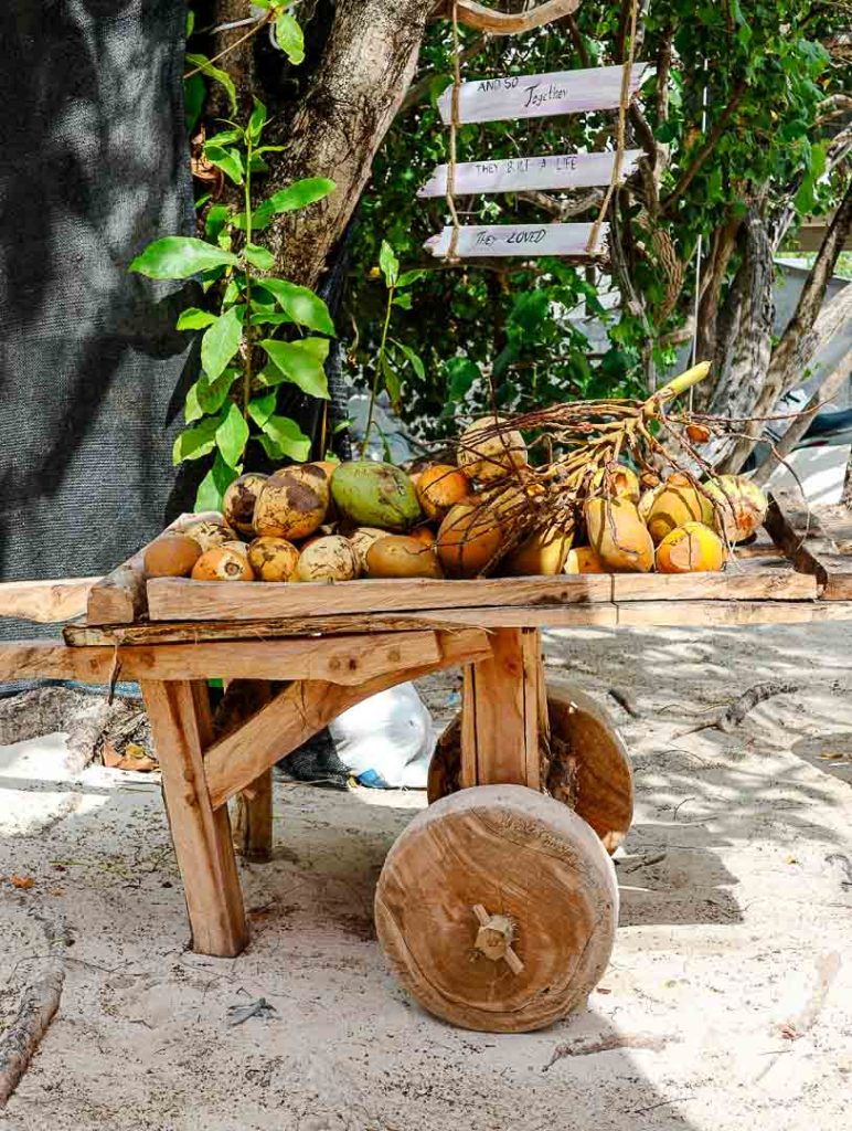 frische kokosnuesse auf dhigurah frische Kokosnüsse auf Dhigurah