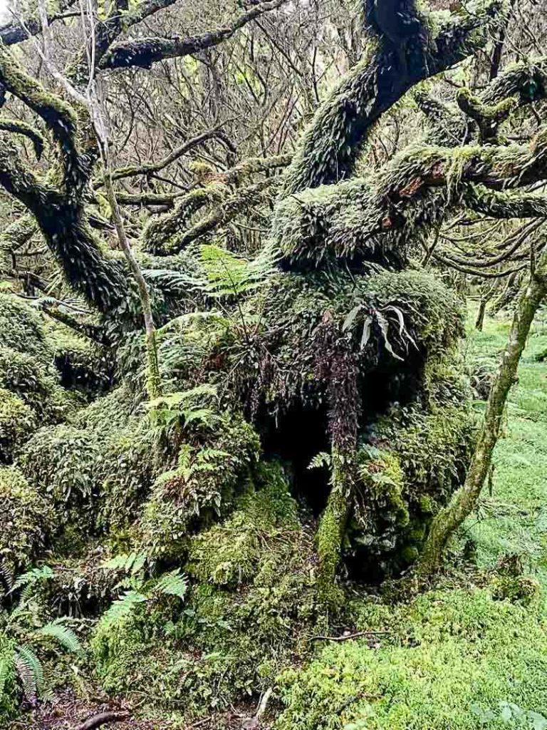im dichten wald auf der wanderung misterios negros terceira azoren portugal Im dichten Wald auf der Wanderung Mistérios Negros Terceira Azoren Portugal
