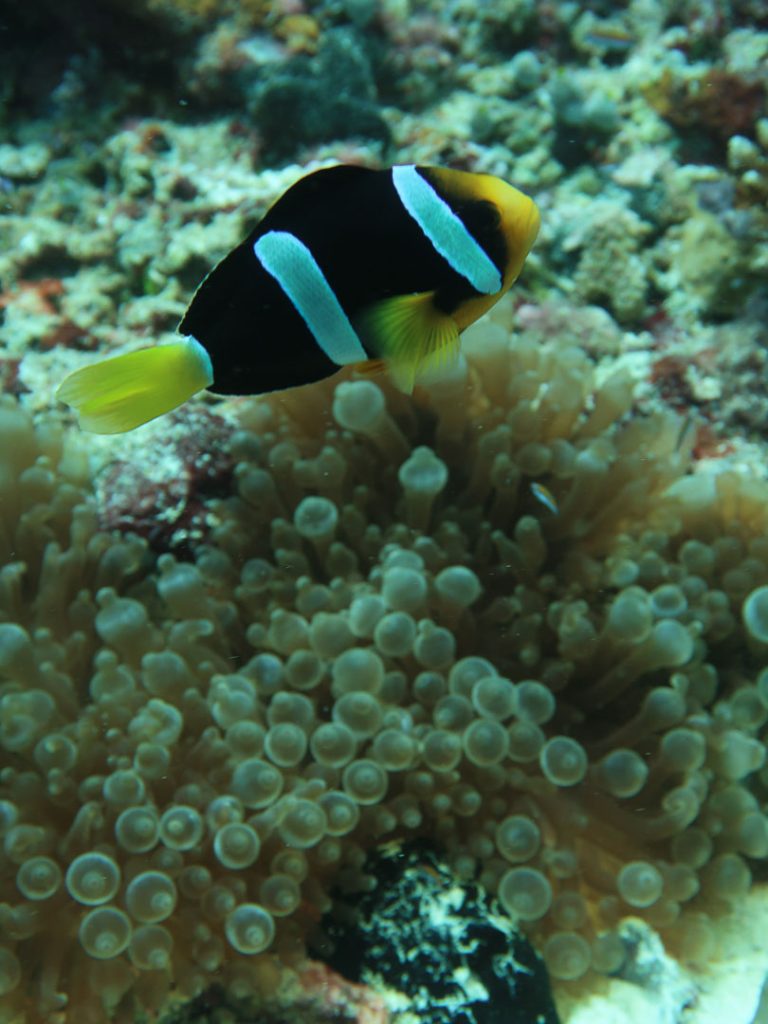 nemo bei kudarah thila Nemo bei Kudarah Thila