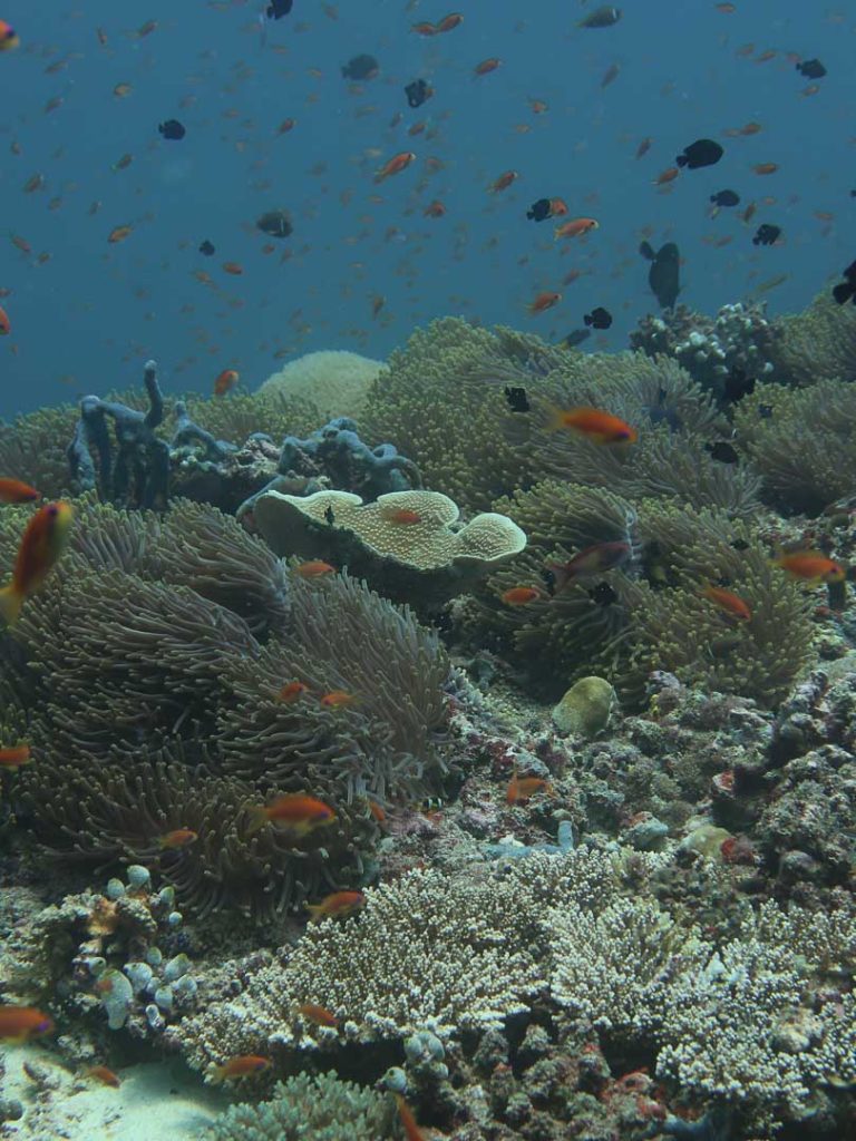 riff bei kudarah thila Riff bei Kudarah Thila