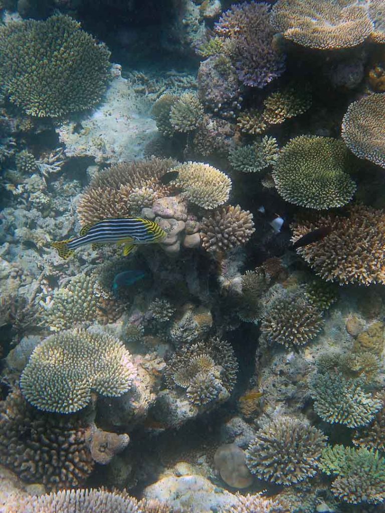 schnorcheln bei walhai tour dhigurah malediven 2 Schnorcheln bei Walhai-Tour, Dhigurah Malediven