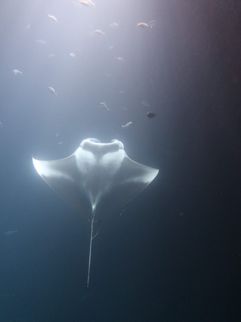 schnorcheln mit mantas dhigurah malediven Schnorcheln mit Mantas Dhigurah Malediven