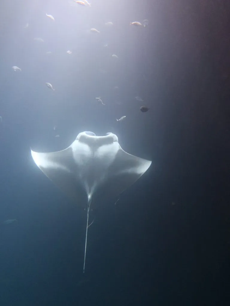 schnorcheln mit mantas dhigurah malediven Schnorcheln mit Mantas Dhigurah Malediven