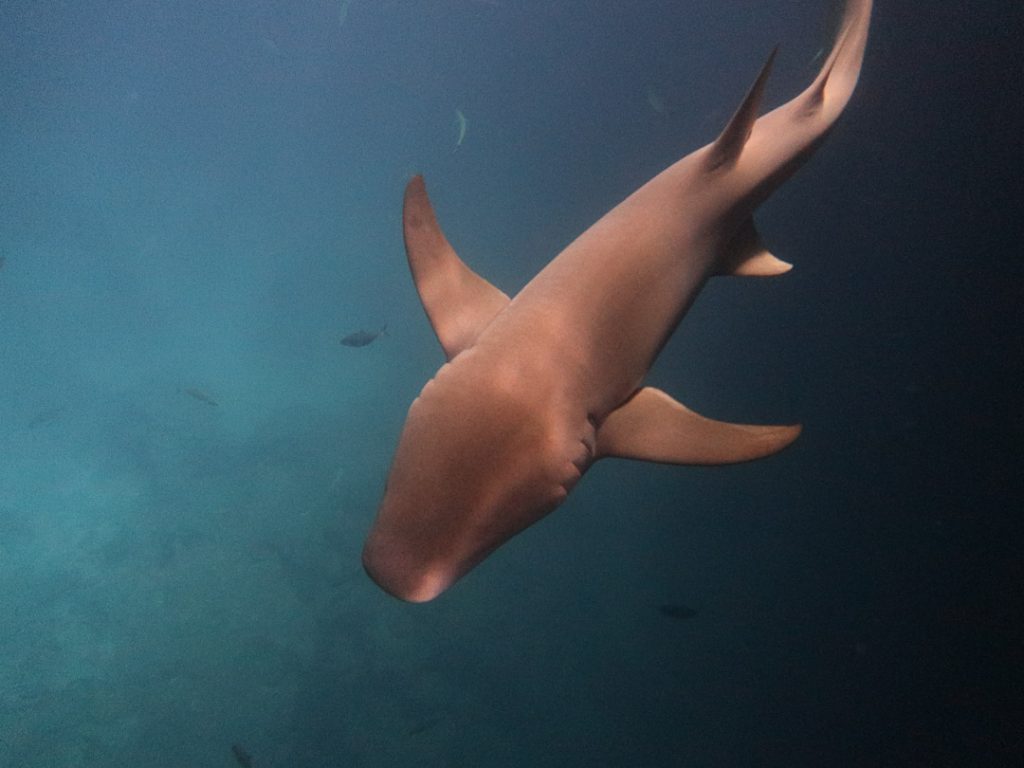 schnorcheln mit nurse sharks dhigurah Schnorcheln mit Nurse Sharks Dhigurah
