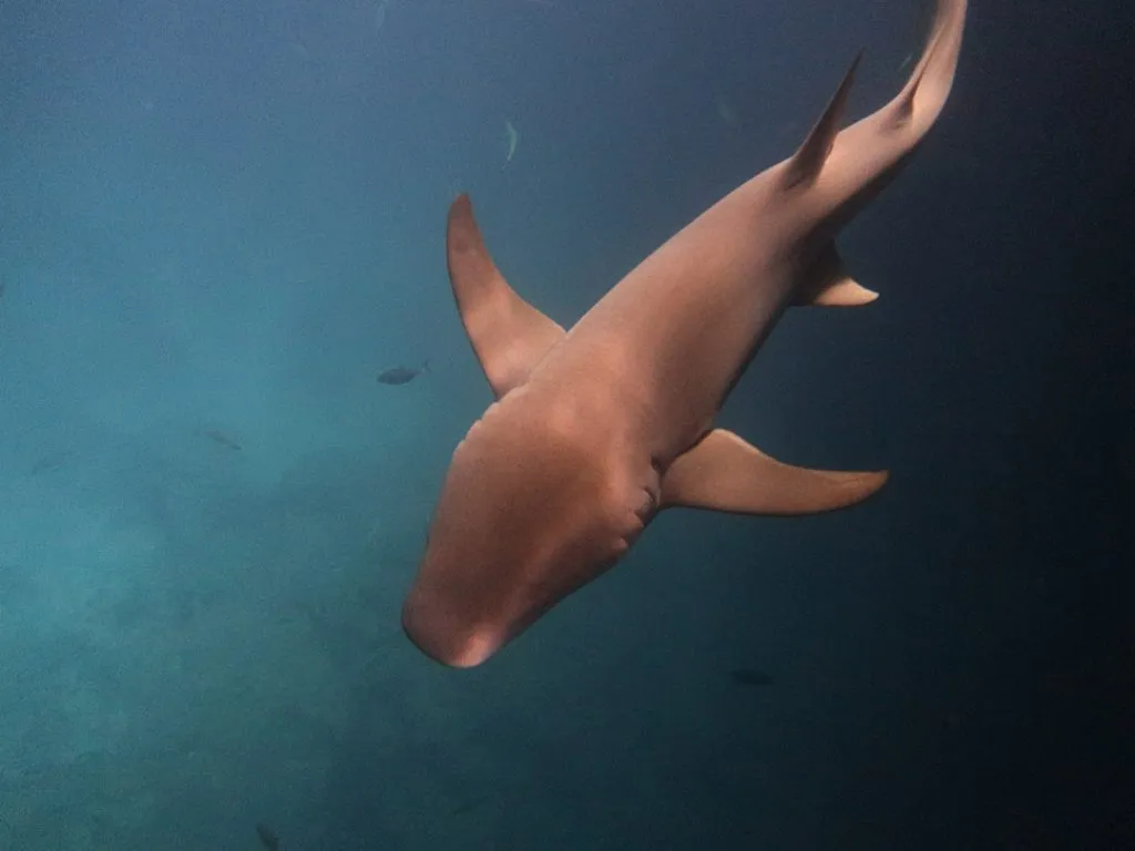 schnorcheln mit nurse sharks dhigurah Schnorcheln mit Nurse Sharks Dhigurah