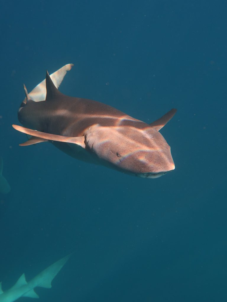 schnorcheln mit nurse sharks dhigurah 2 Schnorcheln mit Nurse Sharks Dhigurah