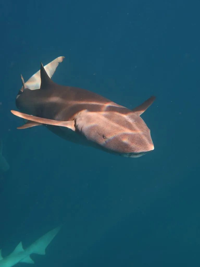 schnorcheln mit nurse sharks dhigurah 2 Schnorcheln mit Nurse Sharks Dhigurah