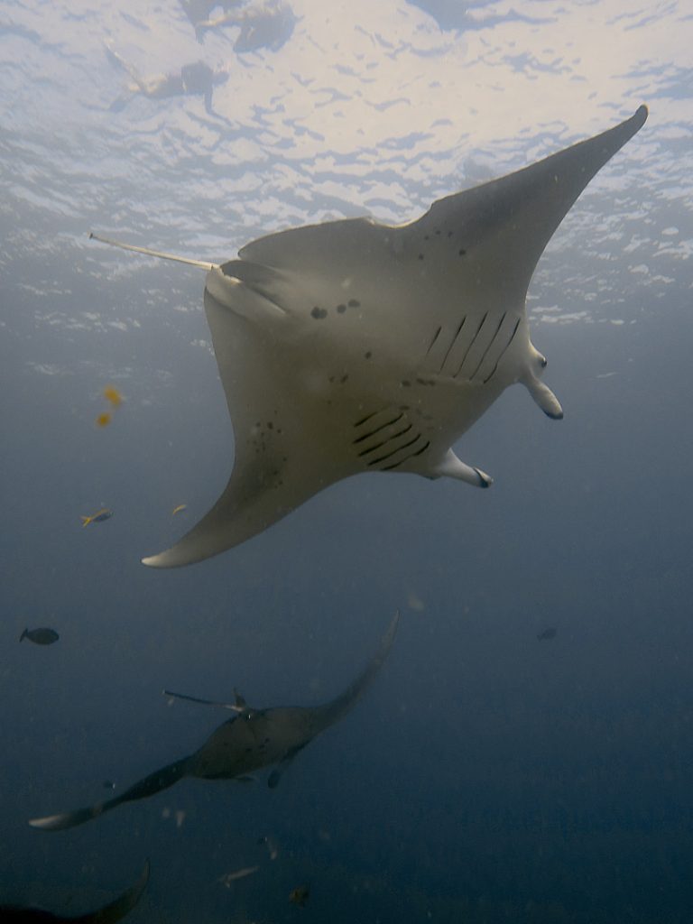 schnorchler bei cleaning station mantas dhigurah Schnorchler bei Cleaning Station Mantas Dhigurah
