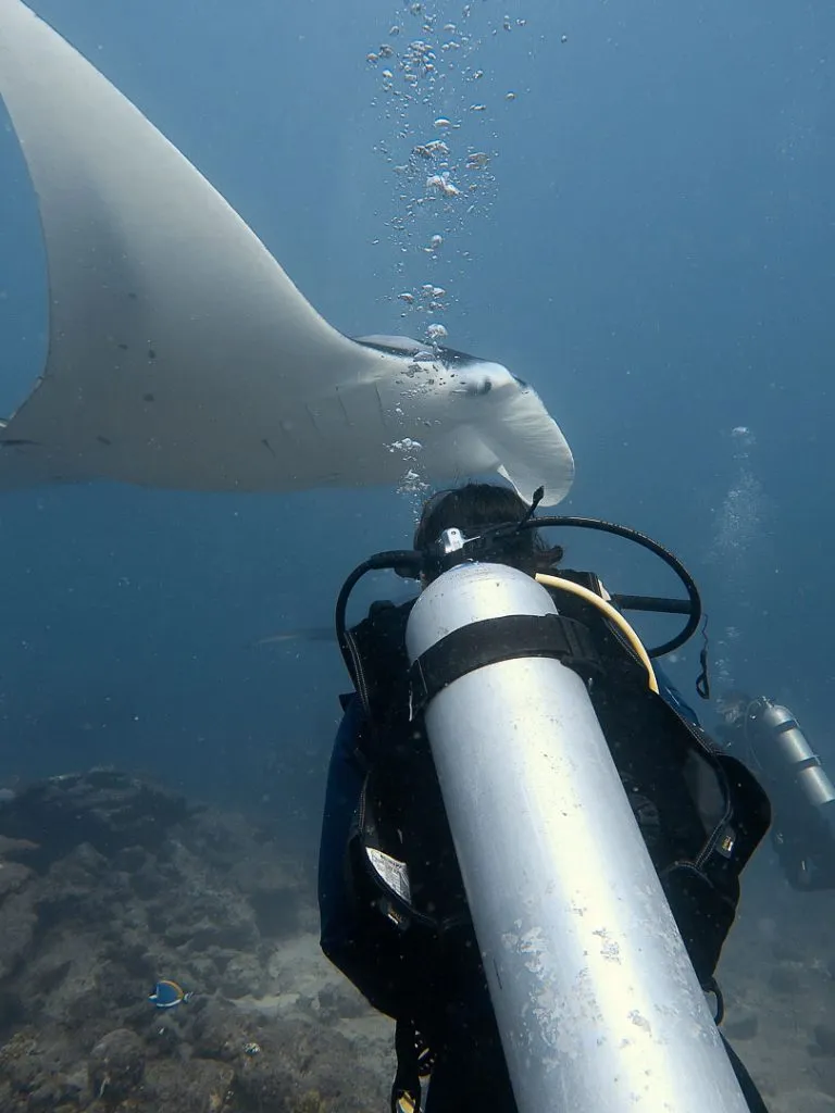 tauchen bei manta cleaning station dhigurah Tauchen bei Manta Cleaning Station, Dhigurah