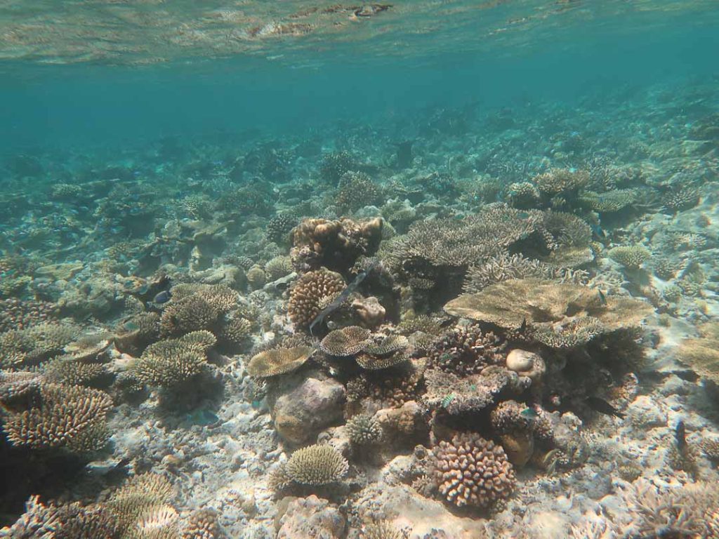 turtle reef dhigurah Turtle Reef Dhigurah