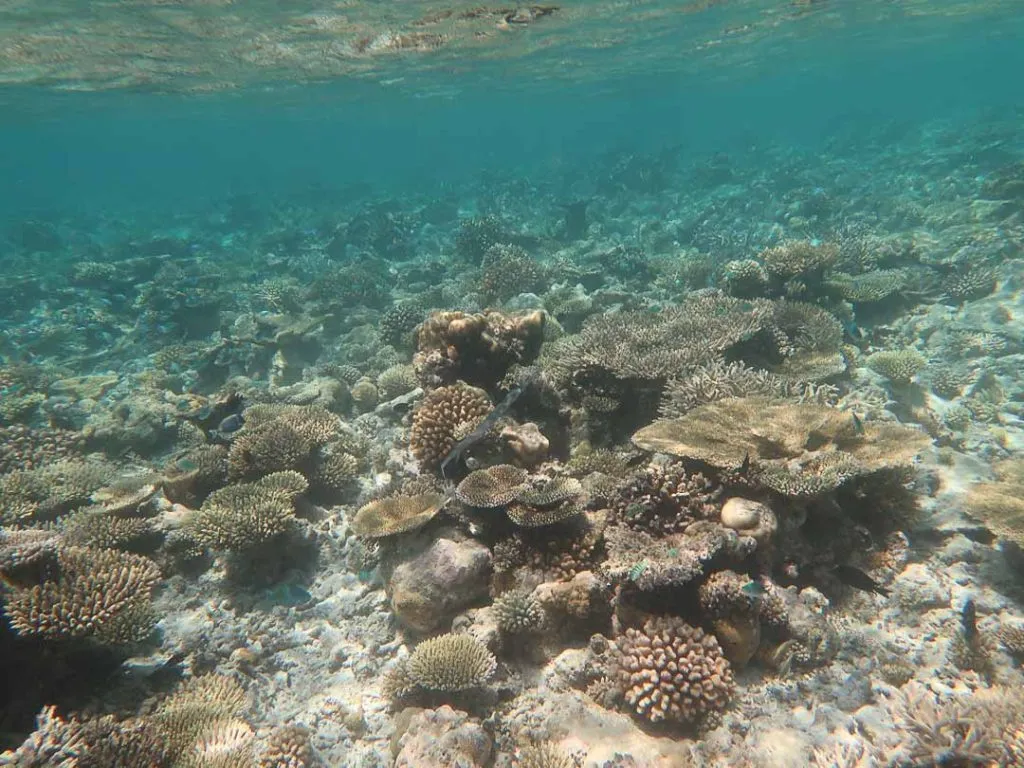 turtle reef dhigurah Turtle Reef Dhigurah