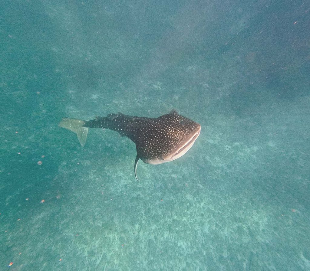 walhai bei dhigurah malediven Walhai bei Dhigurah, Malediven