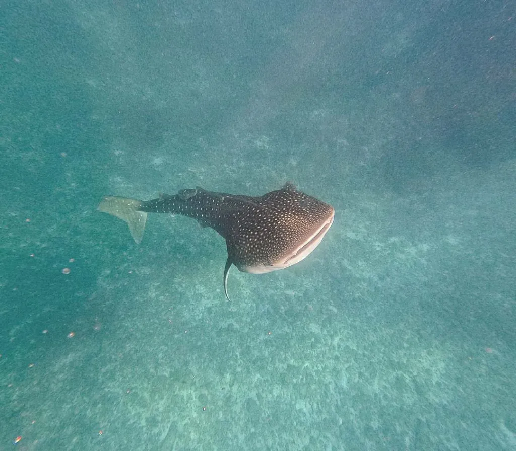 walhai bei dhigurah malediven Walhai bei Dhigurah, Malediven