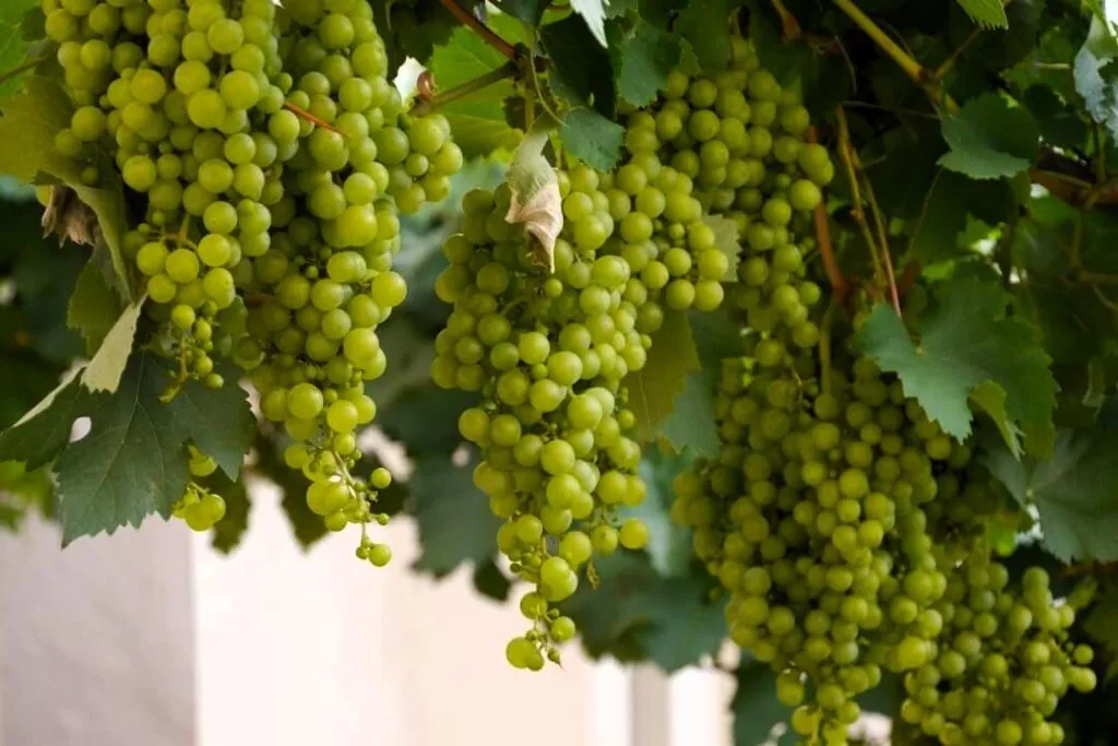 weinreben weisswein kamloops Weinreben Weißwein Kamloops