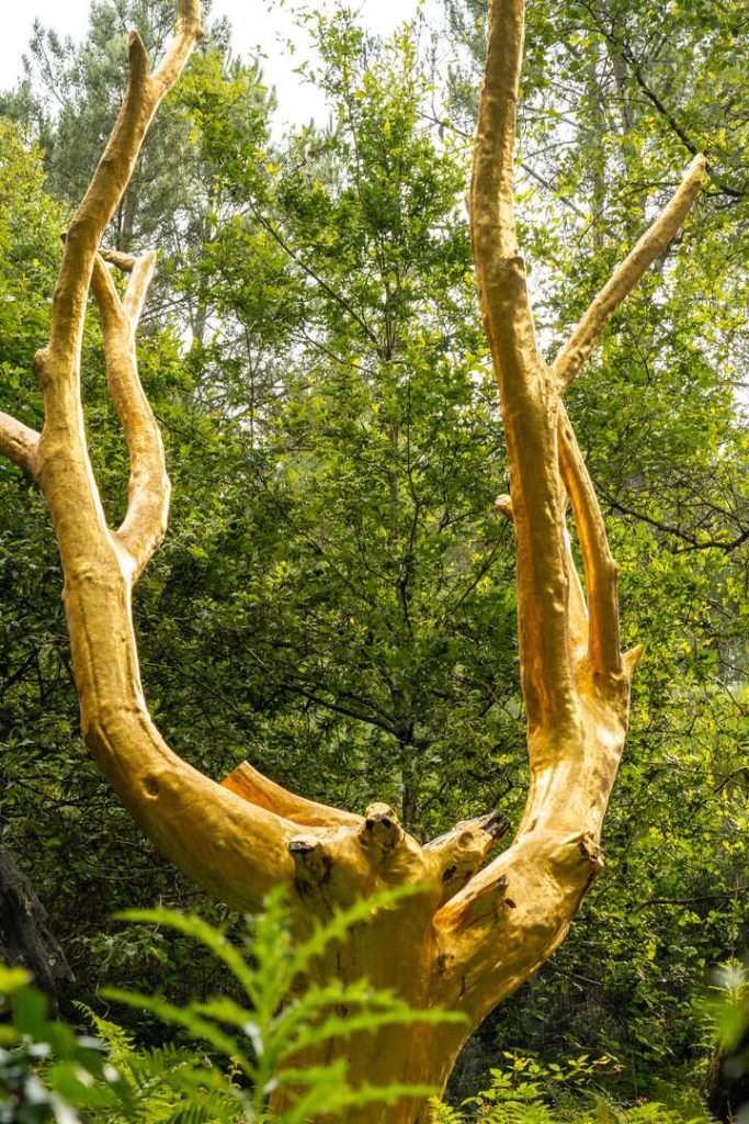 frankreich bretagne arbre doro im brocelinde wald Frankreich_Bretagne_Arbre D'Oro im Brocelinde Wald