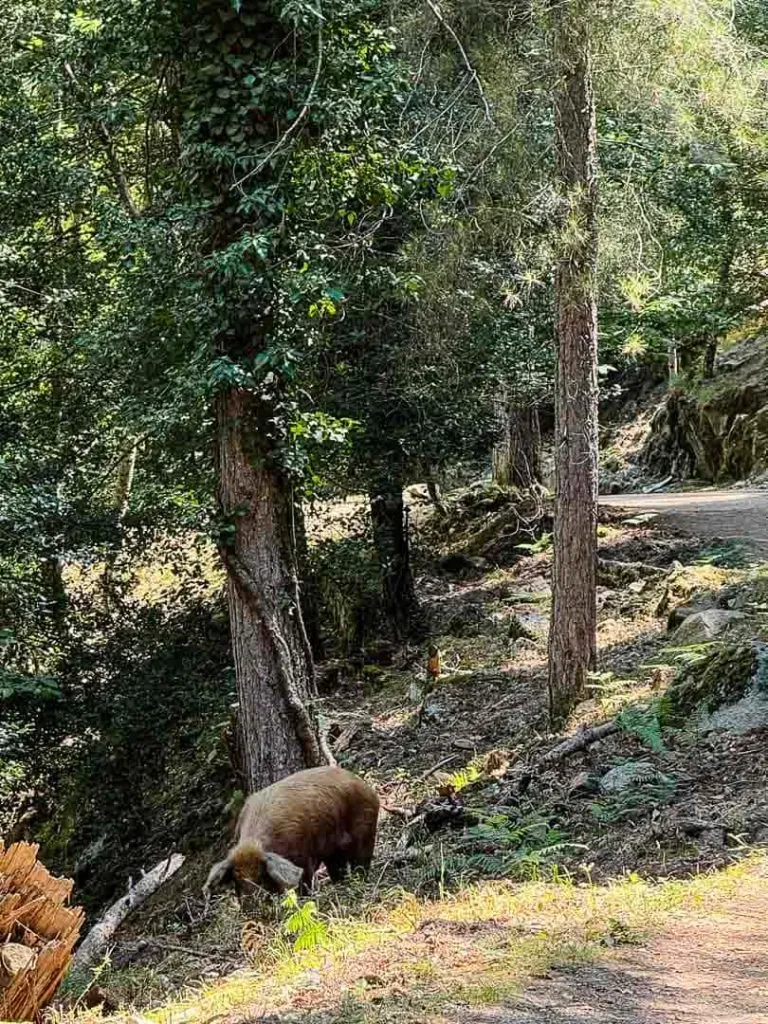 korsika corte restorica neu korsisches Schwein neben Wanderweg, Porto Ota Korsika