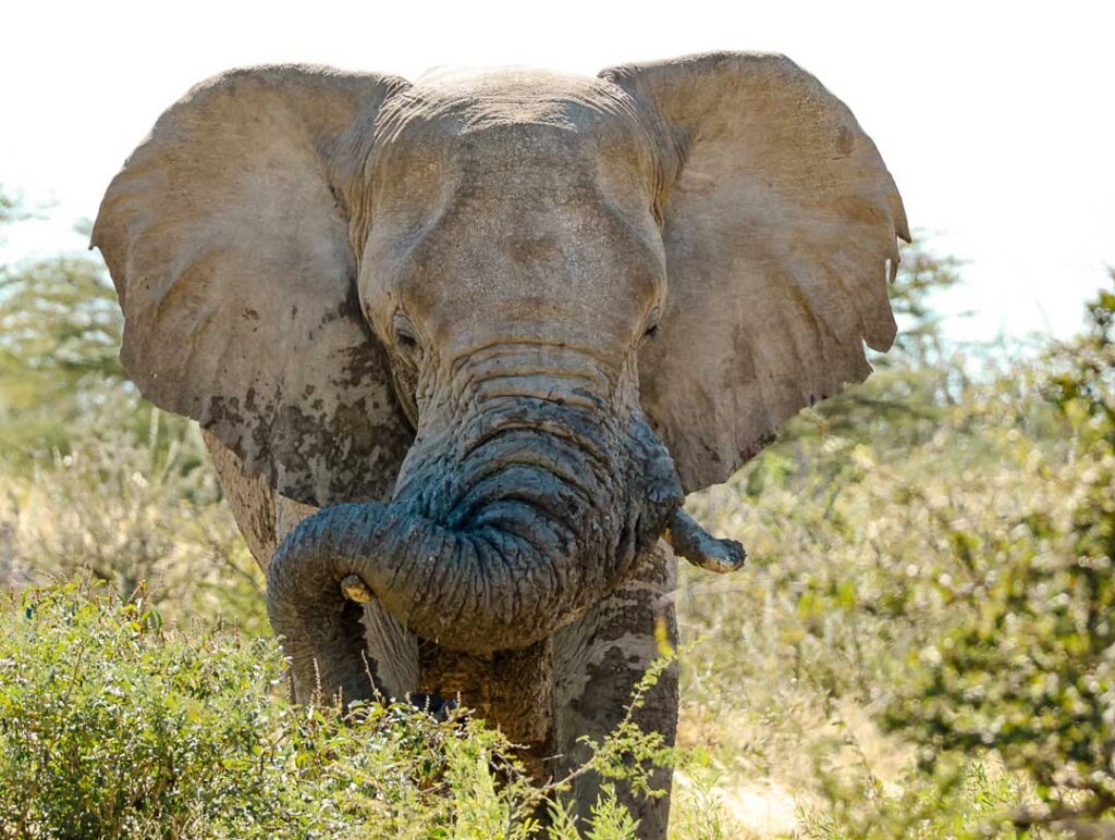etosha nationalpark elefant in namibia