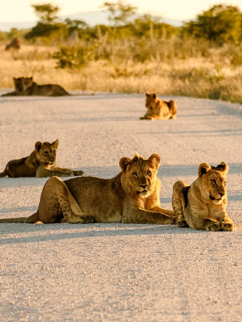 etosha nationalpark namibia loewen auf der strasse