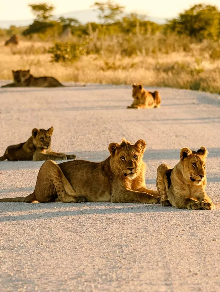 etosha nationalpark namibia loewen auf der strasse