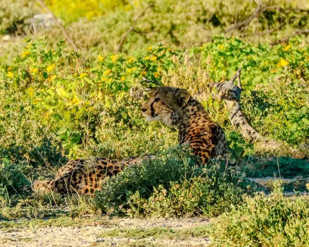 gepard im onguma private nature reserve namibia