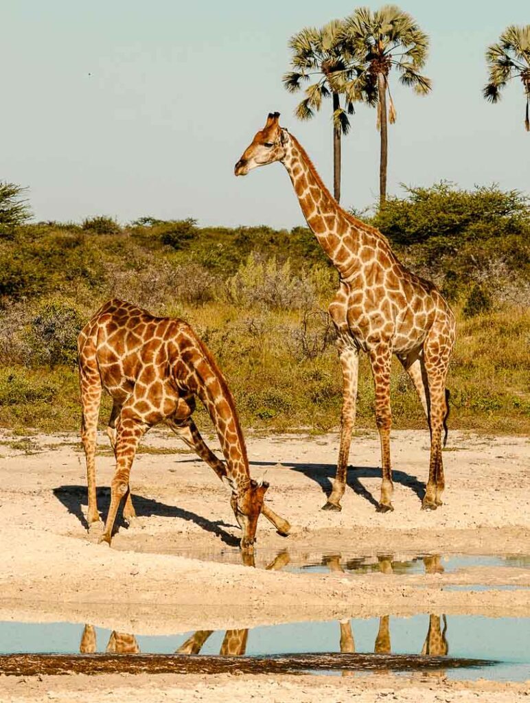 giraffen im onguma private nature reserve namibia