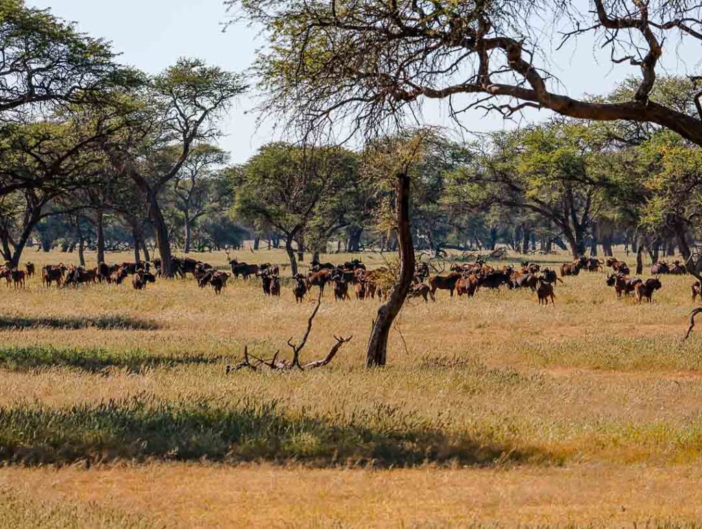 kalahari wueste in namibia mit tierherde