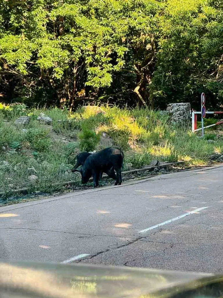 korsika zonza 123 von 171 Schweine in der Solenzara Schlucht beim Bavella Gebirge