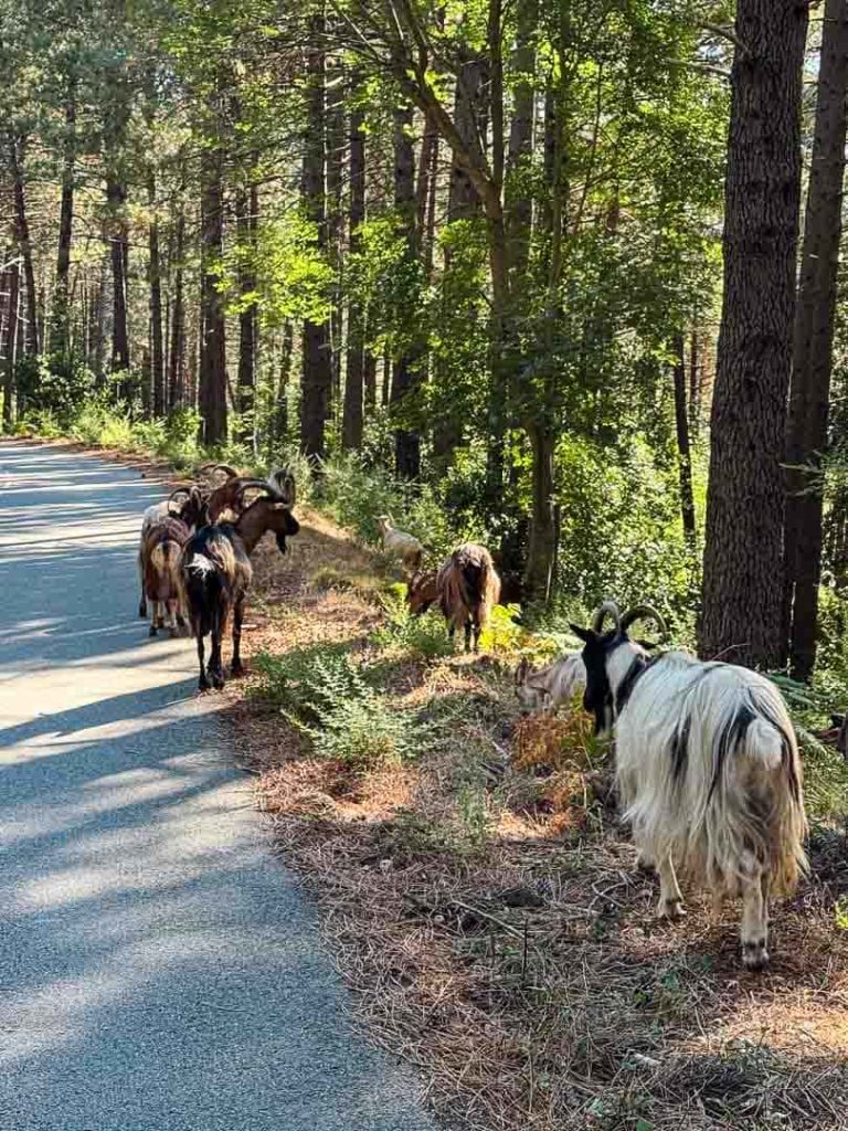 korsika zonza ziegen Ziegen in der Solenzara Schlucht beim Bavella Gebirge Korsika