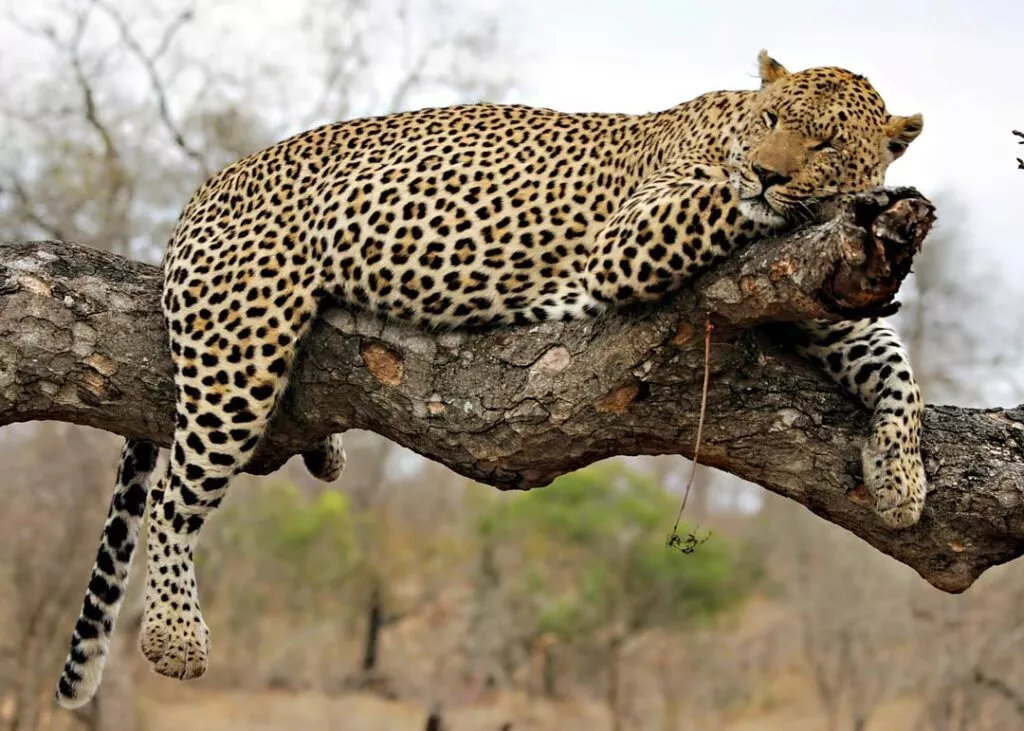 leopard im okonjima nature reserve in namibia