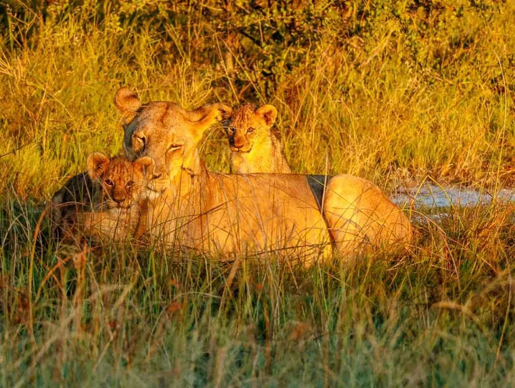 loewin mit babys im onguma private nature reserve namibia