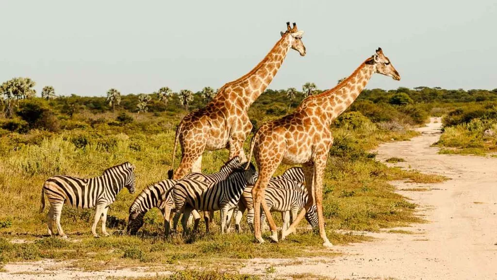 Namibia Sehenswuerdigkeiten Zebras Und Giraffen