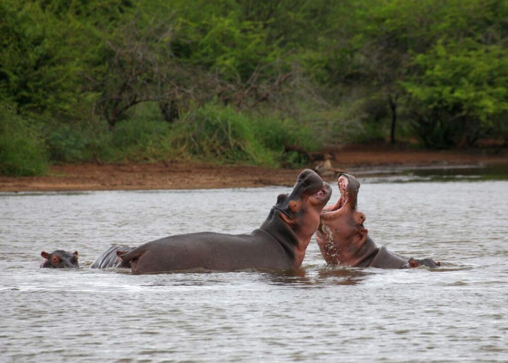 nilpferde im caprivi streifen in namibia