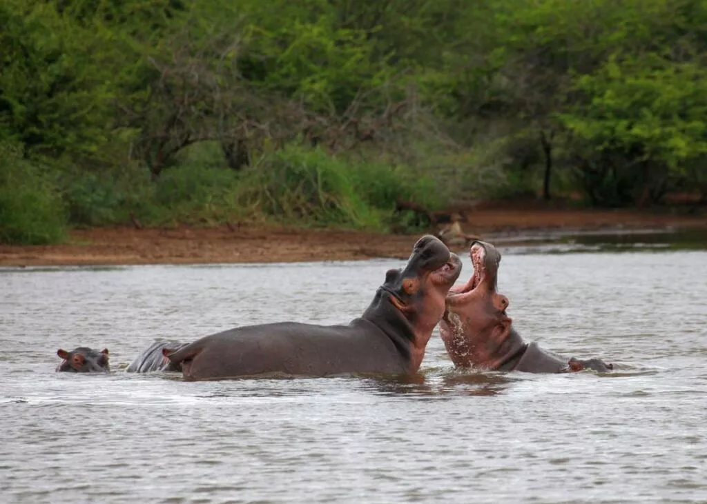 nilpferde im caprivi streifen in namibia
