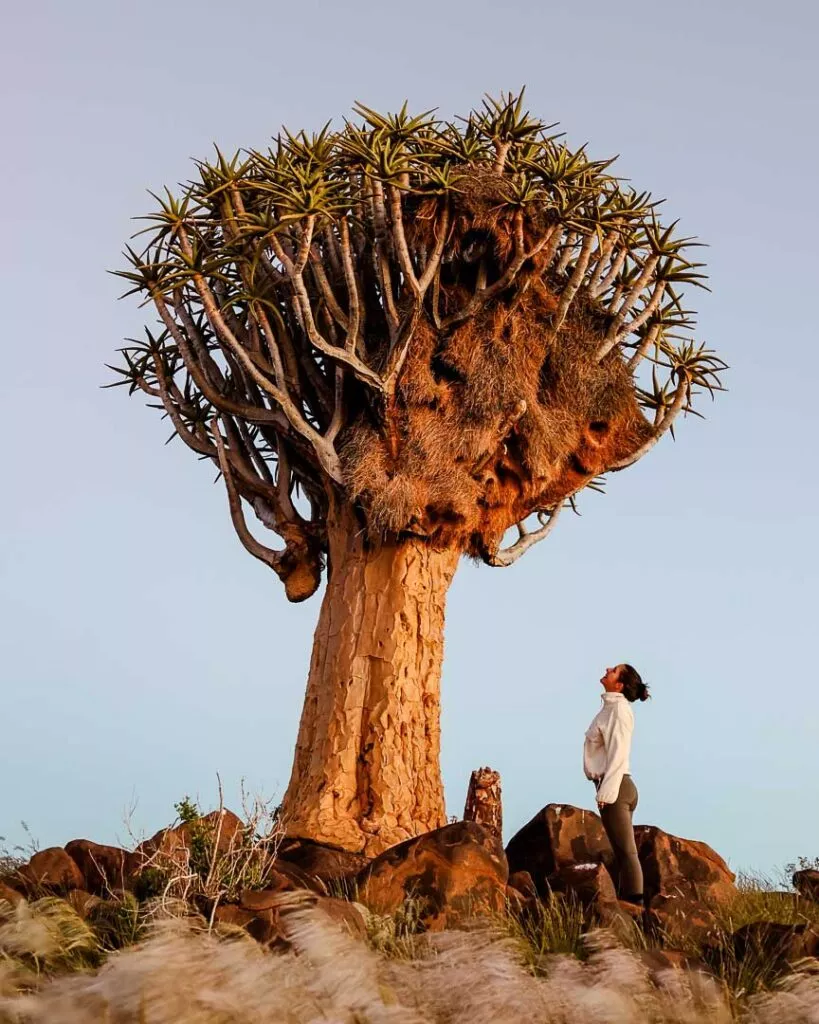 quiver tree forest in namibia bei sonnenaufgang